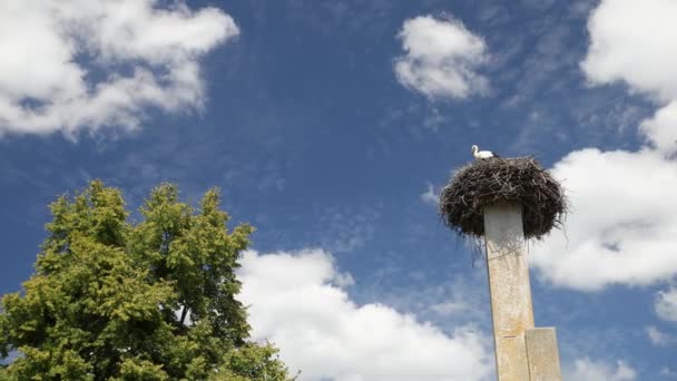 Gólyák vonuló madarak utódai tavasszal. Fehér gólyafészek. Madárpár — Stock videók