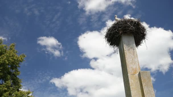 Storkar flyttfåglar avkomma på våren. Vitt storkbo. Fågelpar — Stockvideo