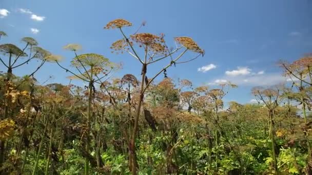 Maleza gigante contra el cielo azul, heracleum manteggazzianum. chirivía de vaca alérgica — Vídeo de stock