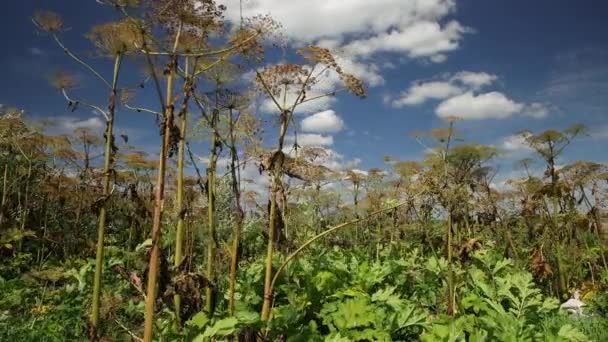 Primer plano de una maleza gigante floreciente, planta heráldica, cabezas de semillas. Florecimiento — Vídeo de stock