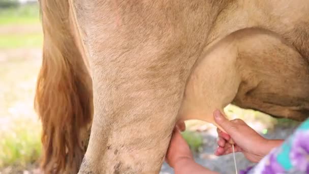 Womens handen melken een koe uier van dichtbij. Handgemaakt, huisvrouw, productie — Stockvideo
