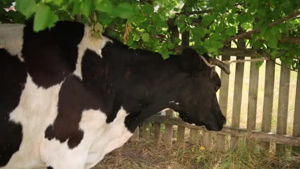 Nagy szarvú szarvasmarha, egy fához kötözött házi tehén, közelkép. — Stock videók