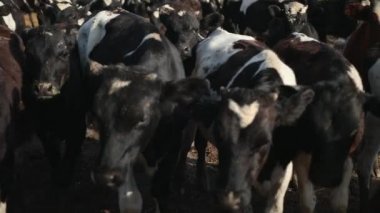 Bir grup genç boğa. Otlaktaki siyah ve beyaz inekler. Yaz tarlasında öküz sürüsü