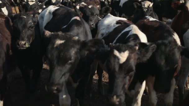 Een stel jonge stieren. Zwarte en witte koeien op weide. Rundvlees op het zomerveld — Stockvideo