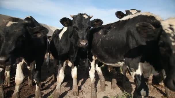 Sada mladých býků. Černobílé krávy na pastvinách. Stádo volů na letním poli — Stock video