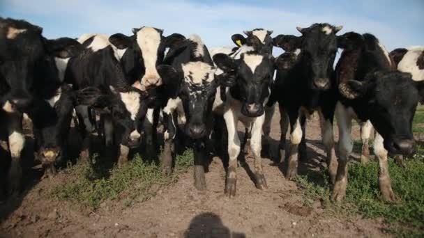 Fiatal bikák. Fekete-fehér tehenek a legelőn. Ökörcsorda a nyári mezőn — Stock videók
