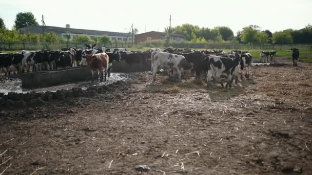 Fiatal bikák. Fekete-fehér tehenek a legelőn. Ökörcsorda a nyári mezőn — Stock videók