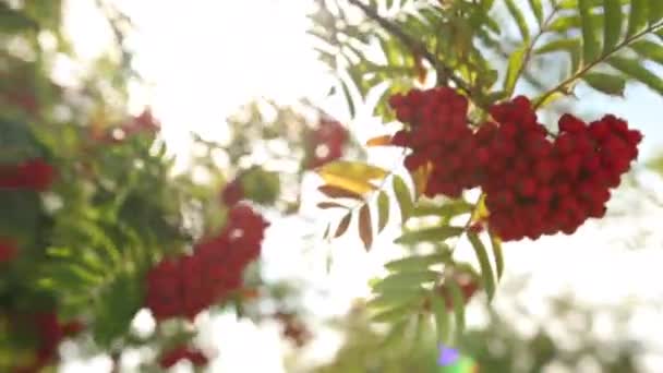 Rowanberry-ben. Őszi hegyi kőris levelekkel. Vad hamu színes vázlatban. Rowan! — Stock videók