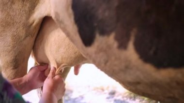 Kadınların elleri yakın mesafeden inek memesi sağıyor. El yapımı, ev hanımı, prodüksiyon