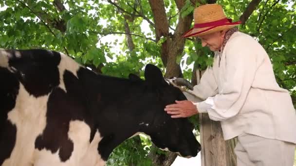 Um velho avô em um vyshyvanka ucraniano e um chapéu de palha mantém a vaca pela cabeça — Vídeo de Stock