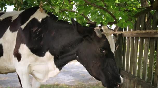 Velký rohatý skot, domácí kráva přivázaná ke stromu provázkem, zblízka. — Stock video