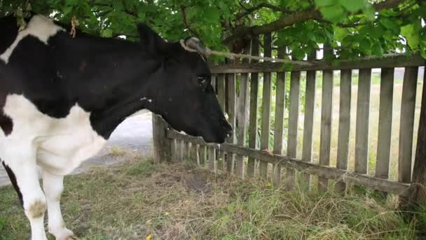 Nagy szarvú szarvasmarha, egy fához kötözött házi tehén, közelkép. — Stock videók