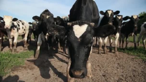 Set of young bulls. Black and white cows on pasture. Herd of ox at summer field — Stock Video