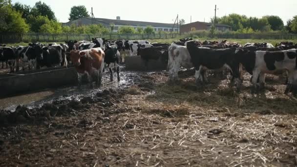 Conjunto de toros jóvenes. Vacas blancas y negras en el pasto. Manada de bueyes en el campo de verano — Vídeos de Stock