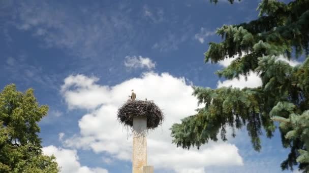 Cicogne uccelli migratori prole in primavera. Nido di cicogna bianca. Coppia di uccelli — Video Stock