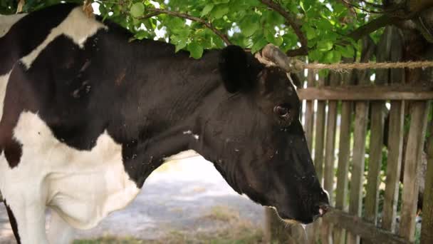 Большой рогатый скот, домашняя корова привязанная к дереву верёвкой, крупным планом. — стоковое видео
