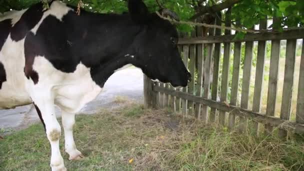 Grandi bovini cornuti, mucca domestica legata ad un albero con una corda, primo piano. — Video Stock