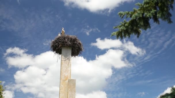 Bociany ptaki wędrowne potomstwo wiosną. Białe bocianie gniazdo. Para ptaków — Wideo stockowe