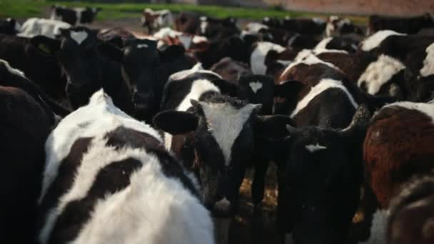 Een stel jonge stieren. Zwarte en witte koeien op weide. Rundvlees op het zomerveld — Stockvideo