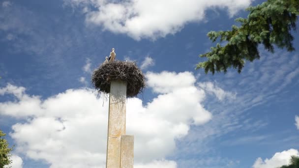 Ooievaars trekvogels nakomelingen in het voorjaar. Witte ooievaar nest. Vogelpaar — Stockvideo