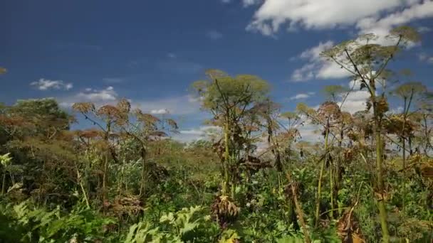 Maleza gigante contra el cielo azul, heracleum manteggazzianum. chirivía de vaca alérgica — Vídeo de stock