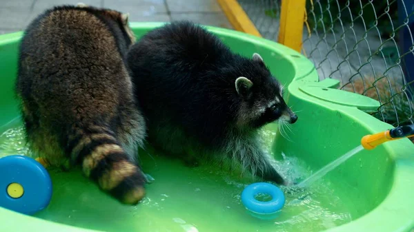 Group of funny raccoons play with toys in green basin water. Fun games animal — Stock Photo, Image