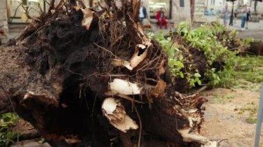 Kasırganın sonuçları. Şehir merkezindeki kaldırım taşlı bir yolda ağaç devrildi.