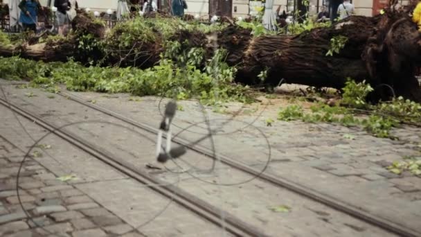 Las consecuencias del huracán. árbol cayó en un camino empedrado en el centro de la ciudad — Vídeos de Stock