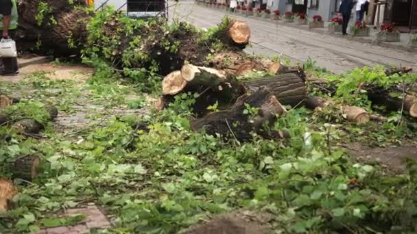 Последствия урагана. дерево упало на булыжнике в центре города — стоковое видео