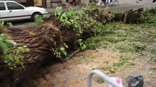 Zničení způsobilo pád mnoha stromů. Super cyklón vykořeněný strom, který spadl — Stock video