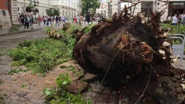 Trädet föll och förstördes under en orkan, storm. Supercyklonträd — Stockvideo