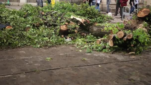 Последствия урагана. дерево упало на булыжнике в центре города — стоковое видео