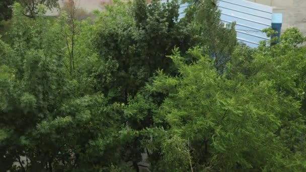 El fuerte viento de tormenta balancea los árboles. La calle está llena de lluvia. El tiempo empeoró. — Vídeo de stock