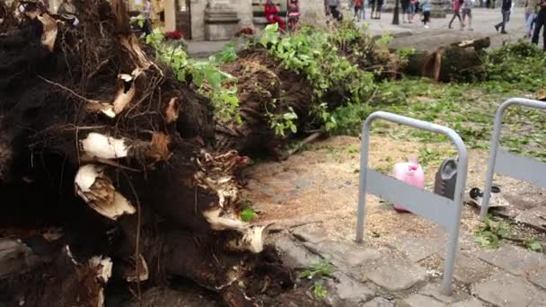 Drzewo upadło i zniszczone podczas huraganu, burzy. Super drzewa cyklonowe — Wideo stockowe