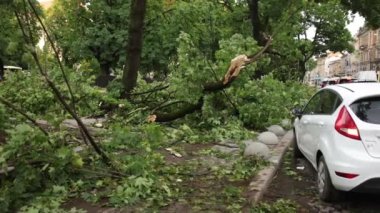Şiddetli yağmur, fırtına rüzgarları bir kazaya neden oldu. Fırtına sırasında ağaç arabaya düştü..