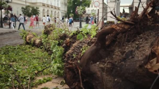 황폐 로인해 많은 나무들이 넘어졌습니다. 떨어지는 강력 한 뿌리 줄기 — 비디오