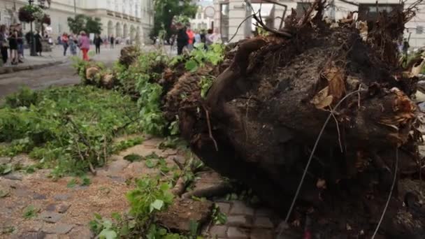 Последствия урагана. дерево упало на булыжнике в центре города — стоковое видео