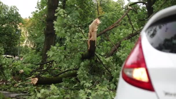 Fuertes lluvias, ráfagas de tormenta causaron un accidente un árbol cayó sobre un coche durante una tormenta — Vídeo de stock