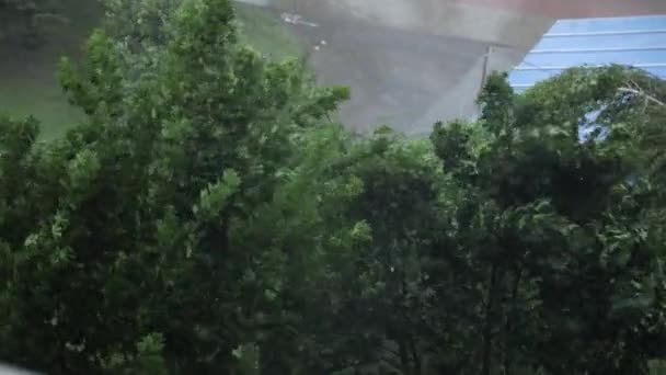 치명적 인 허리케인. 폭풍 과 허리케인이 몰아치는 동안 나무들. 빗물 이 나무에 부딪히다 — 비디오