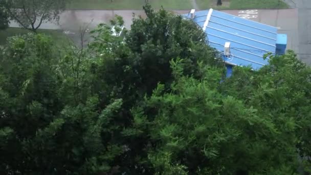Een catastrofale orkaan. Bomen tijdens de storm, orkaan. Inslagboom van de regenstorm — Stockvideo