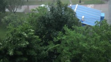 Kasırgada hareket ediyor. İklim felaketi tropikal fırtına ağaçları