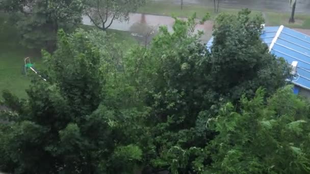 Las hojas se mueven en el huracán. Catástrofe climática árboles de tormenta tropical — Vídeos de Stock