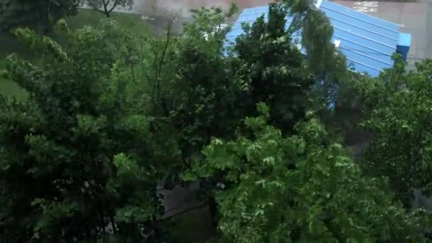 치명적 인 허리케인. 폭풍 과 허리케인이 몰아치는 동안 나무들. 빗물 이 나무에 부딪히다 — 비디오