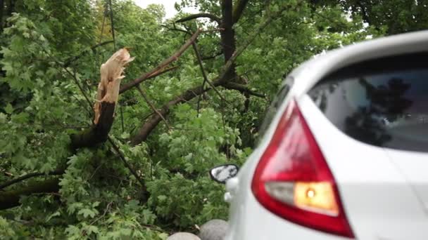 Problema de seguro, azar, conceito de estacionamento. Árvore no carro furacão danificado — Vídeo de Stock