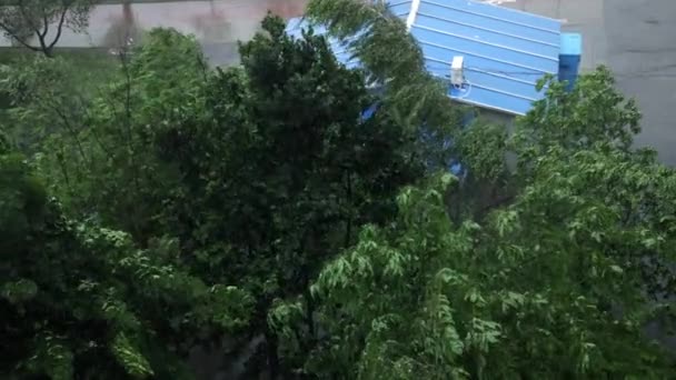 Katastrofální hurikán. Stromy během bouře, hurikán. Strom dopadu dešťové bouře — Stock video