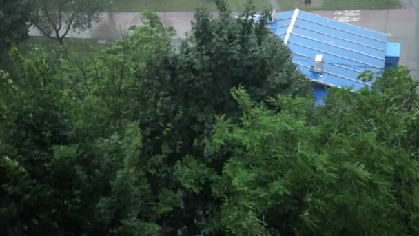 壊滅的なハリケーンだ。嵐の間の木、ハリケーン。雨嵐の衝撃木 — ストック動画