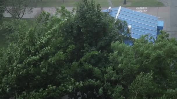 허리케인으로 인해 나뭇잎이 움직이고 있습니다. 기후 재앙 열 대 뇌우 나무 — 비디오