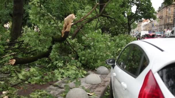 Fuertes lluvias, ráfagas de tormenta causaron un accidente un árbol cayó sobre un coche durante una tormenta — Vídeo de stock