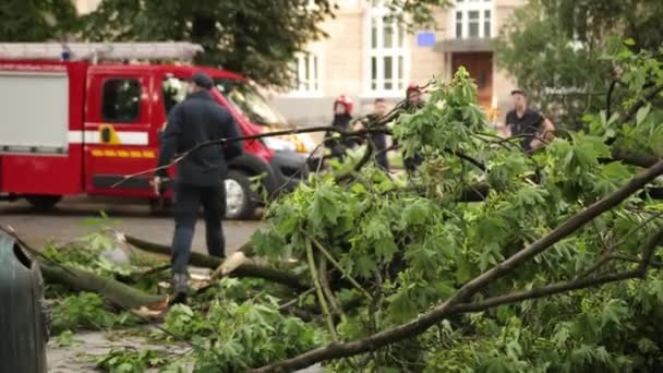 Опуклі дерева після шторму. Деякі впали дерева, супер тайфун. Дерева вниз по дорозі — стокове відео