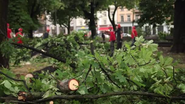 Służba ratownicza na specjalnych urządzeniach usuwa upadłe i zwęglone drzewa — Wideo stockowe